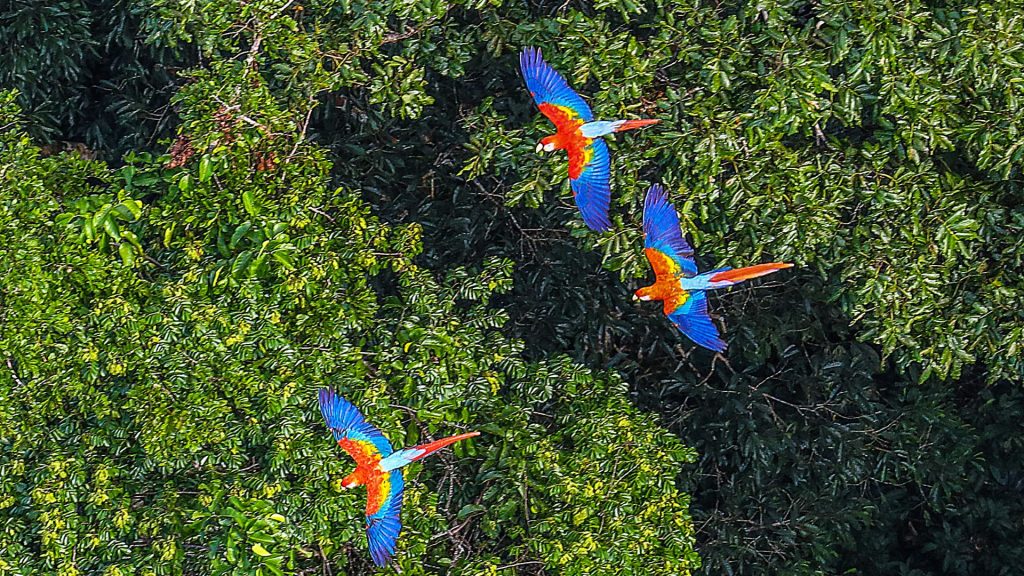 Magnifique vol de perroquets en Amazonie-voyage sur mesure avec Ôphar'away