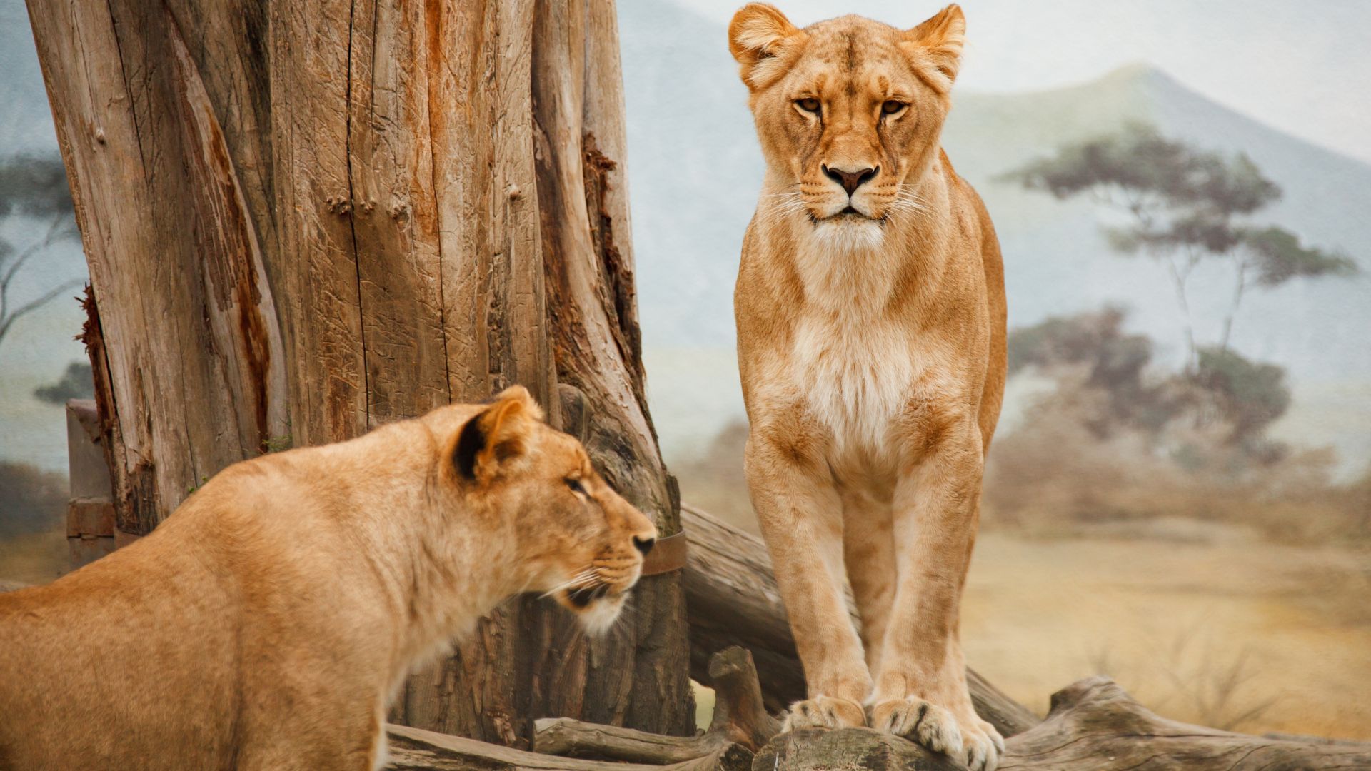 Magnifique lions pendant un safari en Namibie-où partir en voyage sur mesure avec Ôphar'away