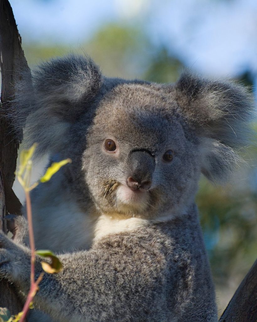 Koala en Australie - voyage sur mesure en Océanie avec Aurélie basé en Bretagne