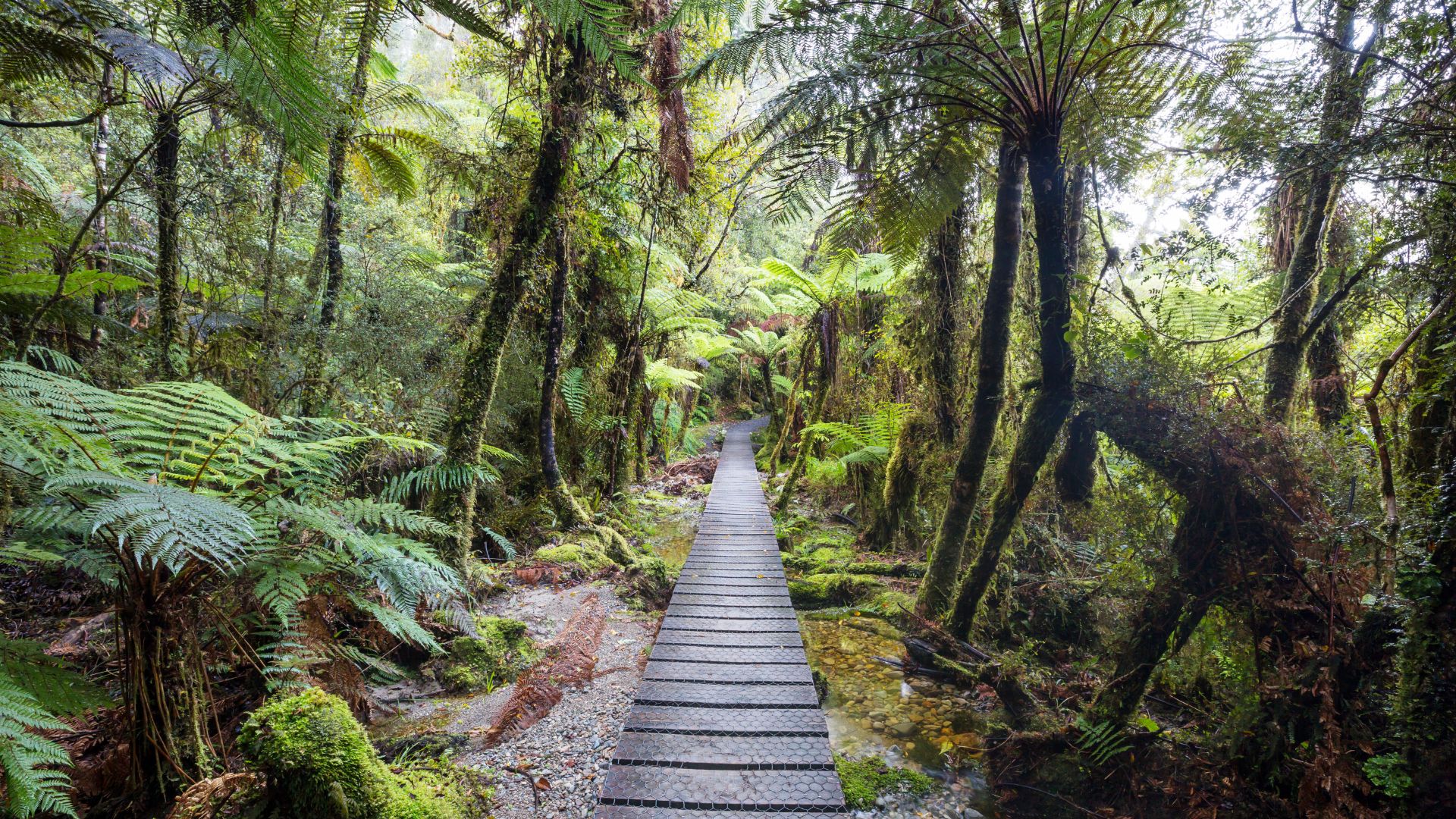 Magnifique randonée en foret en Nouvelle Zélande- voyage sur mesure et authentique avec Ôphar'away