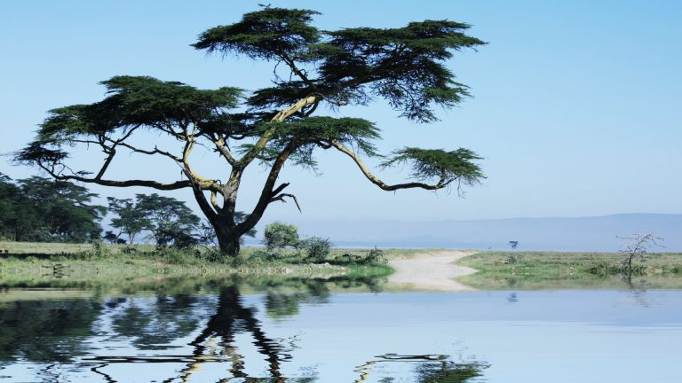 Voyage sur mesure en Afrique avec Aurélie spécialiste dans la création de voyages authentiques- magnifique photo arbre devant un lac
