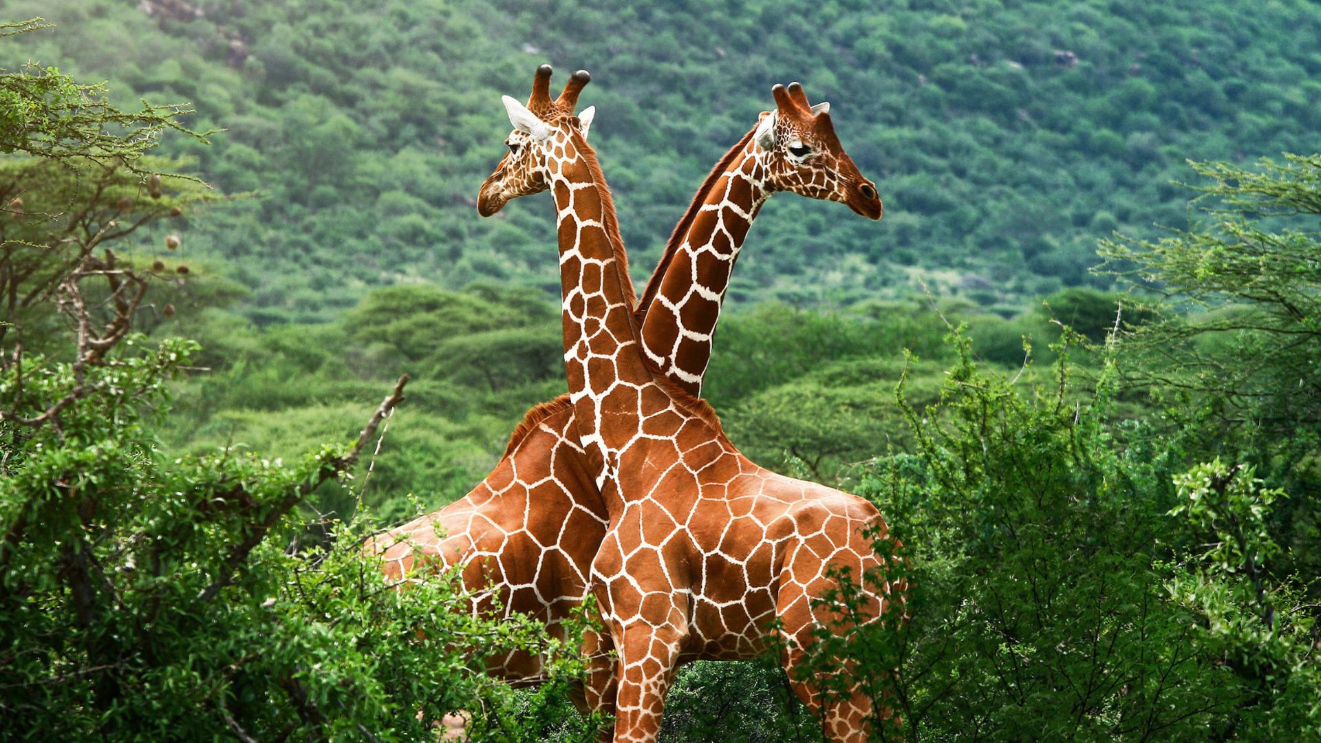Où partir en voyage sur mesure pour une immersion authentique en Afrique- voyage sur mesure pour explorer le continent