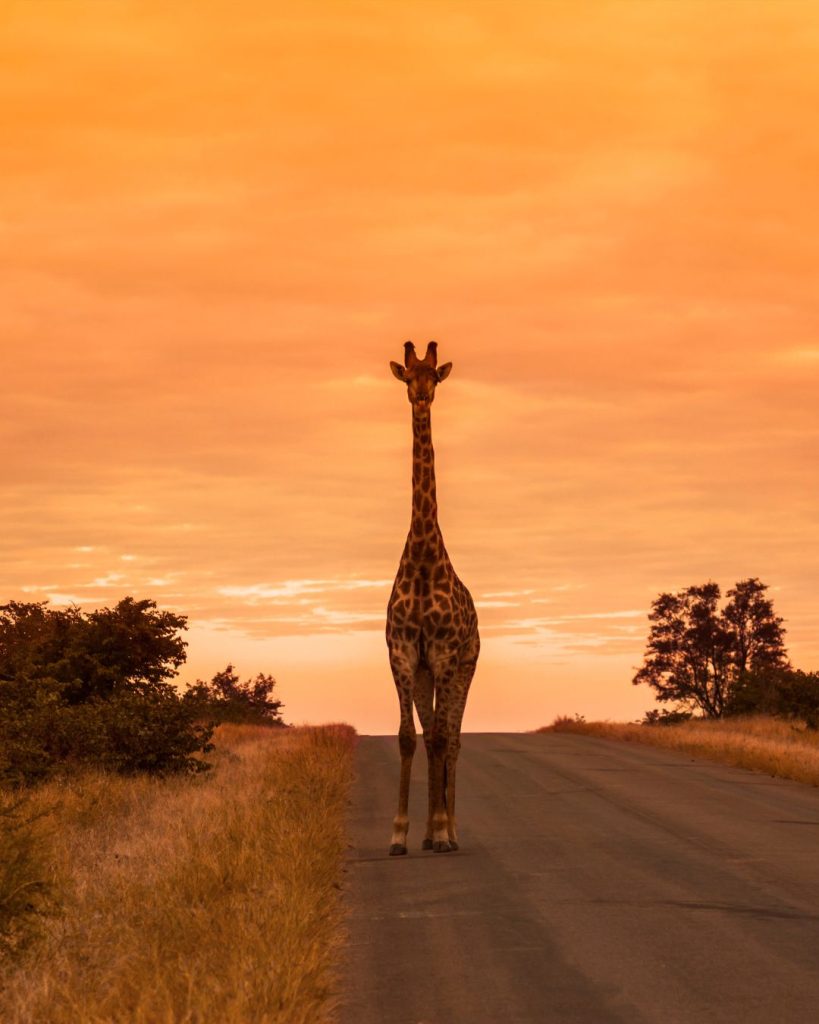 Magnifique parc Kruger en Afrique du Sud- voyages sur mesure avec Ôphar'away