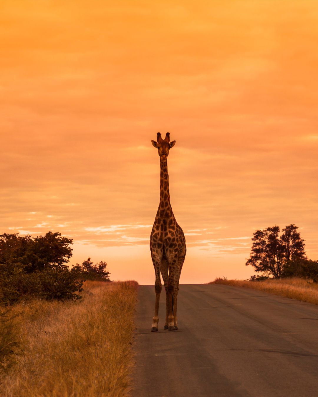 Magnifique parc Kruger en Afrique du Sud- voyages sur mesure avec Ôphar'away