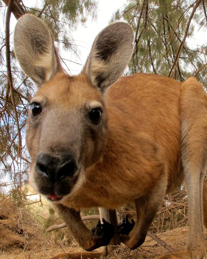 Kangourou en Australie avec Ôphar'away - voyage sur mesure en Australie - basé en Bretagne
