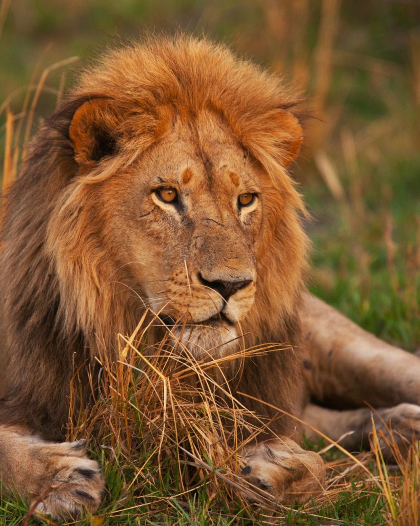 Voyage sur mesure en Afrique - magnifique lion dans la savane — Ôphar'away
