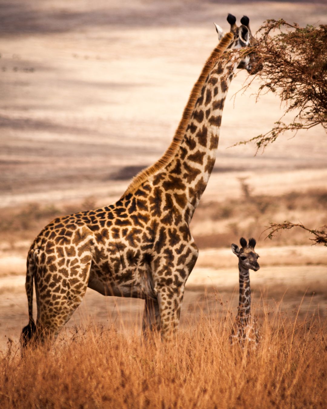Voyage sur mesure en Afrique du Sud — Ôphar'away
