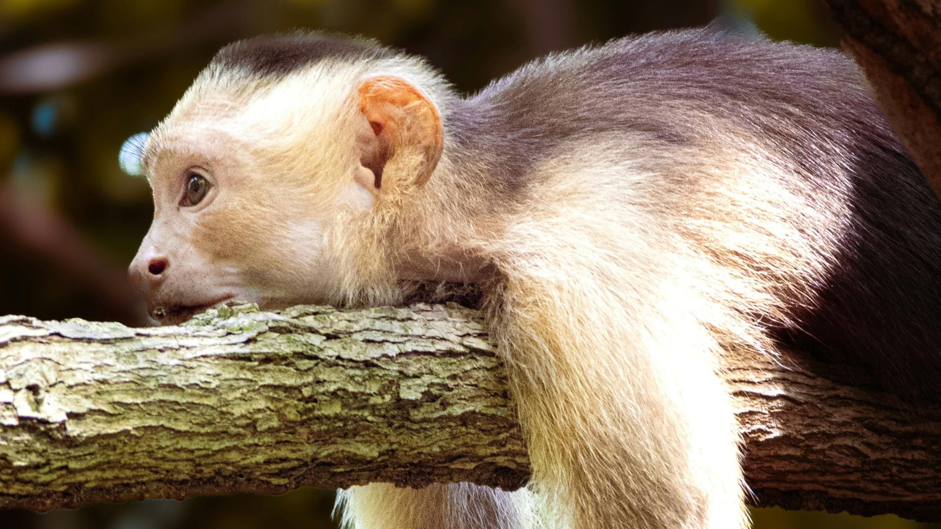 Voyage sur mesure en Amérique du Sud Costa Rica — Ôphar'away