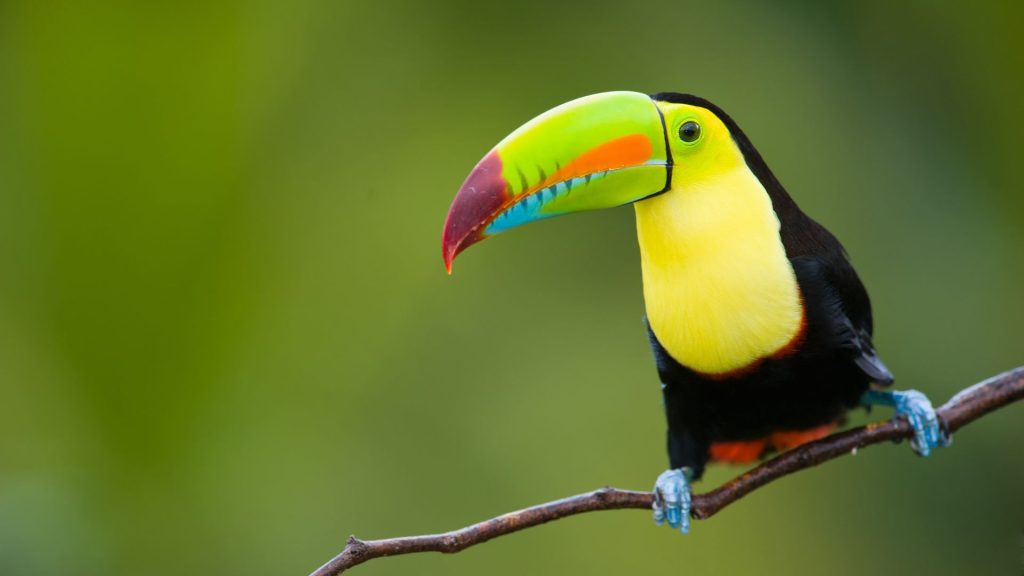 Voyage sur mesure en Amérique du Sud Superbe toucan au Costa Rica — Ôphar'away