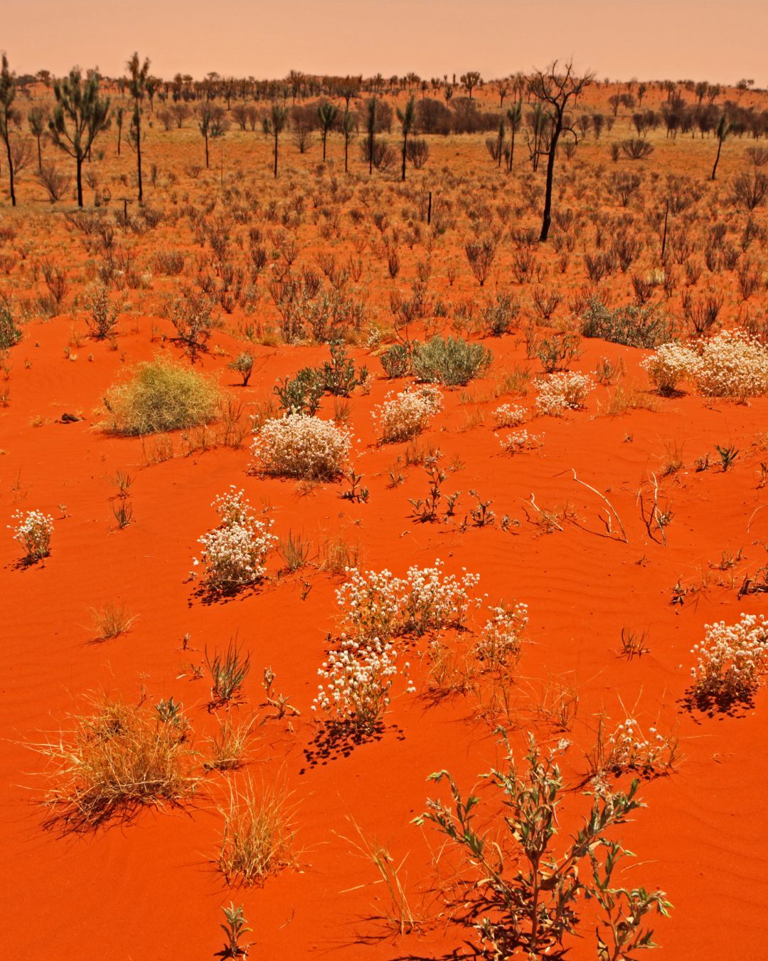Voyage sur mesure en Australie l'Outback — Ôphar'away
